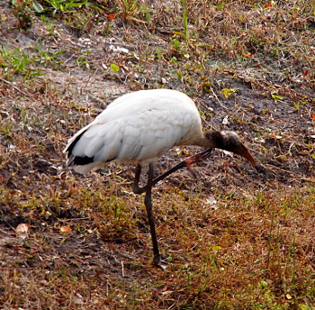 [Wood stork stands on one leg in the grass as it uses the other foot to scratch its throat.]